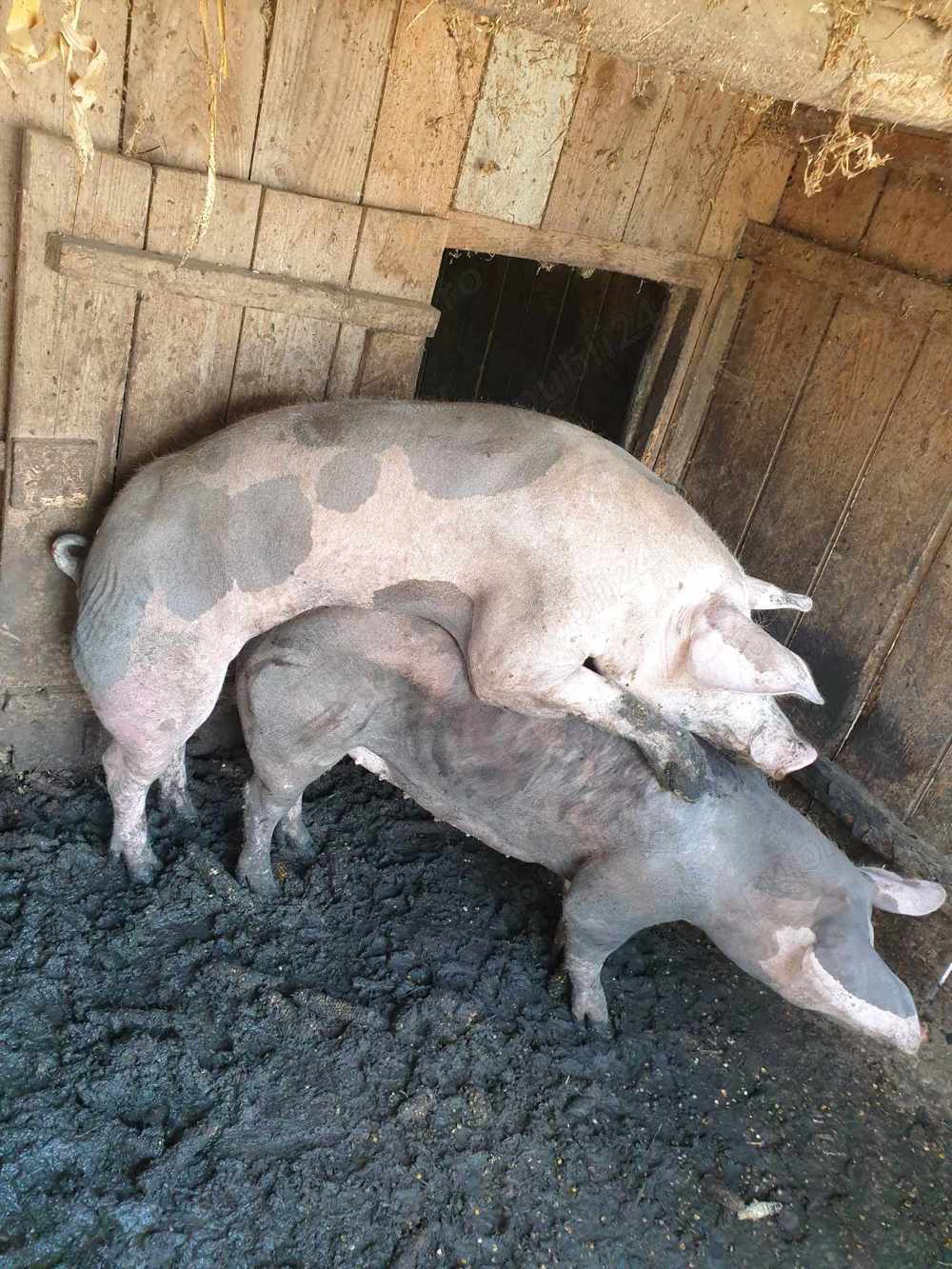 Vier Petran de dat la monta  Vier Petran de dat la monta