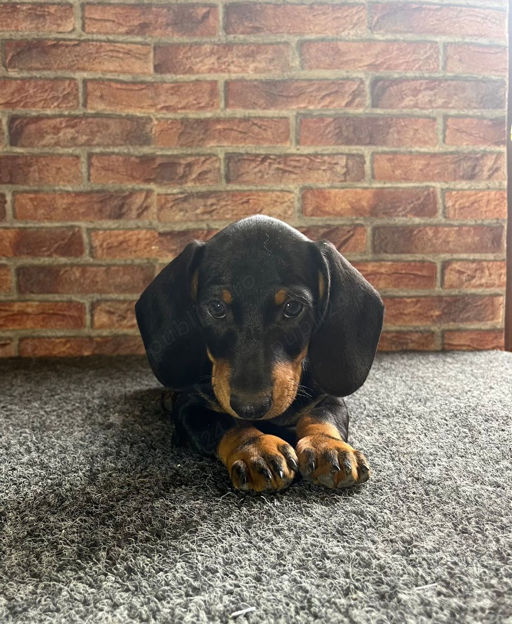 vând căței teckel  vând căței teckel