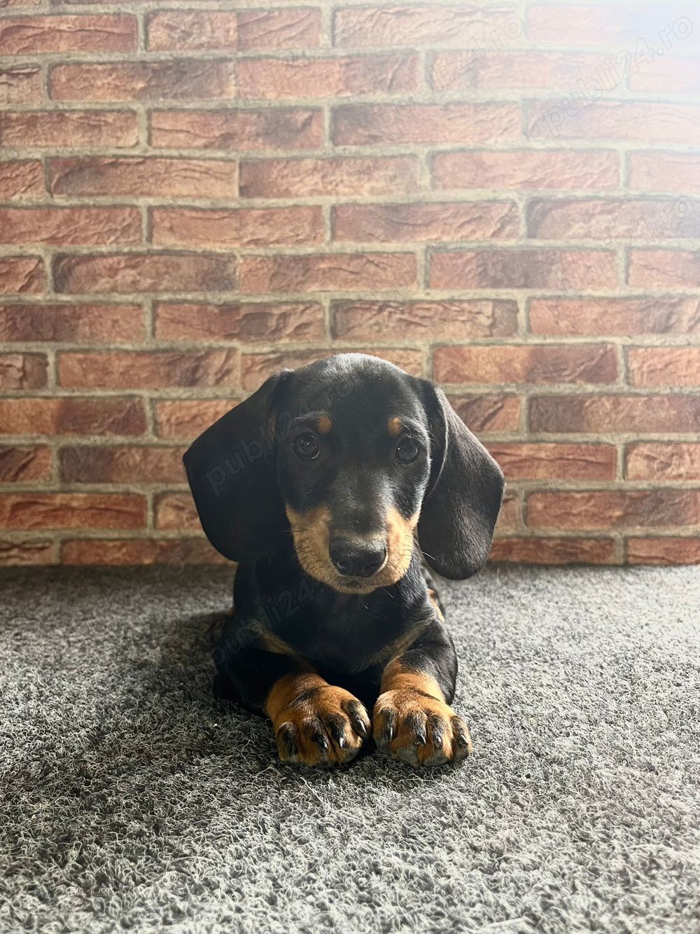 vând căței teckel 