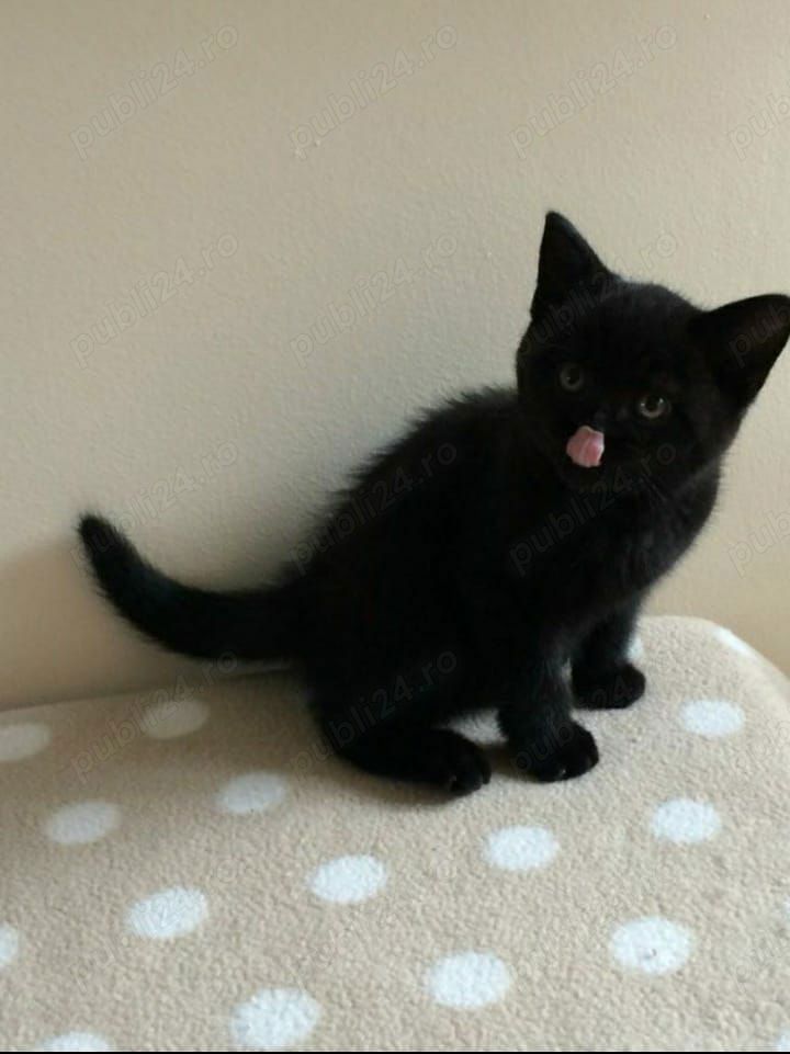 british shorthair negru! asigur transport!
