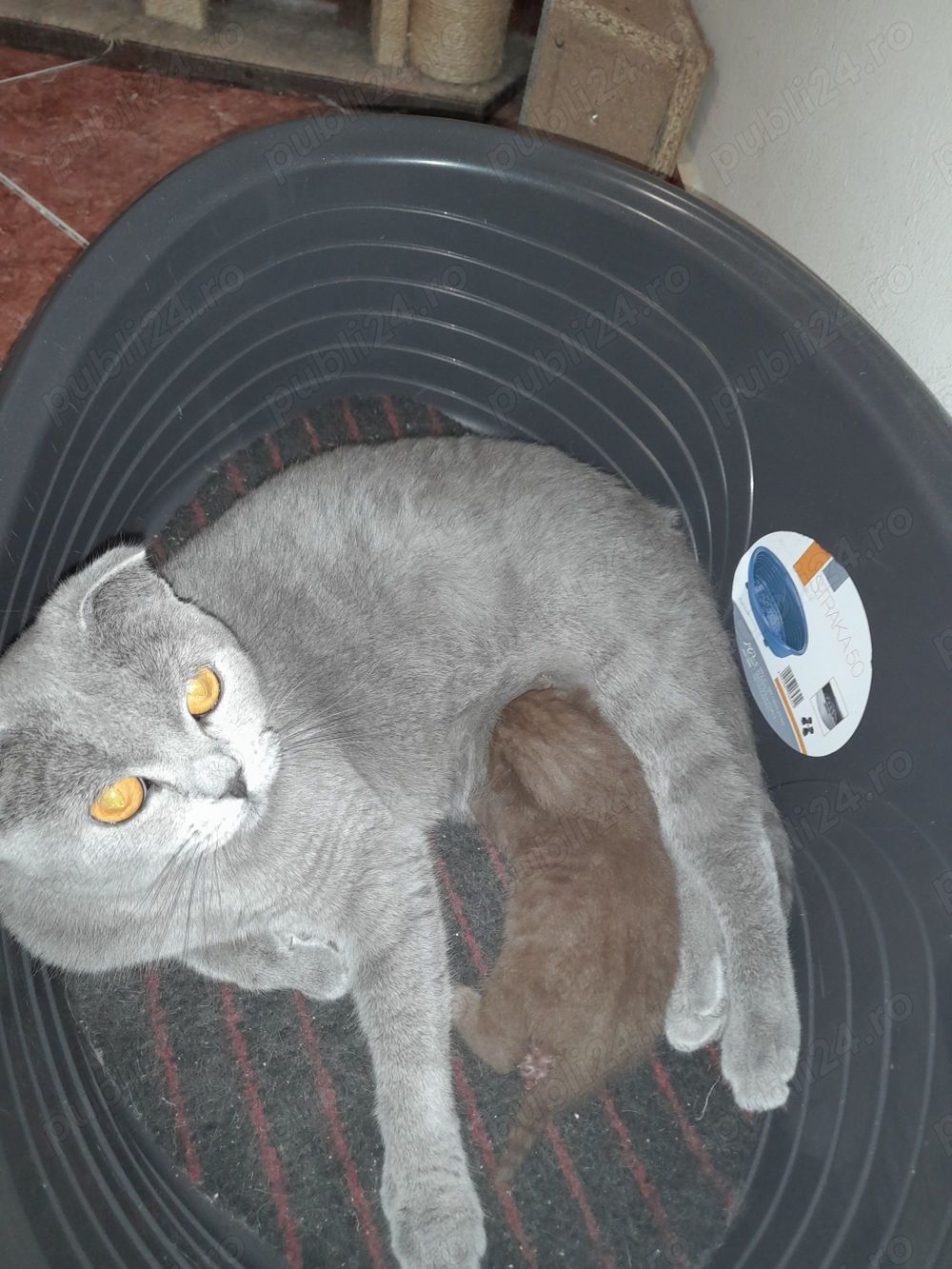 Scottish Fold Chocolate Brown