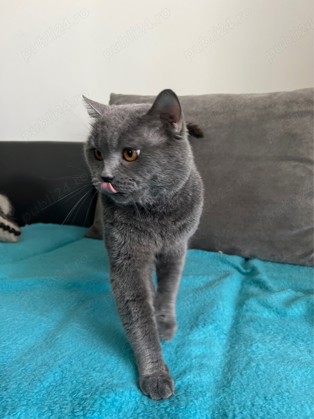 Motan british montaa