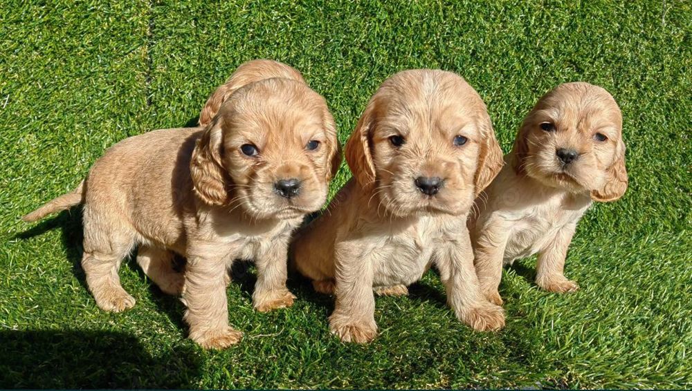 coker spaniel coker spaniel