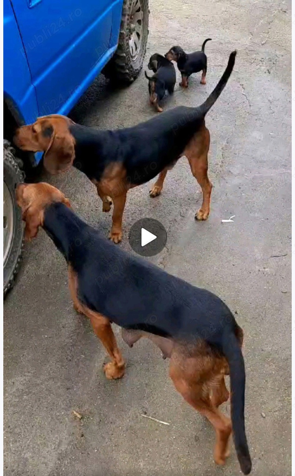 Copoi Sarbesc pentru vânătoare de mistreț 