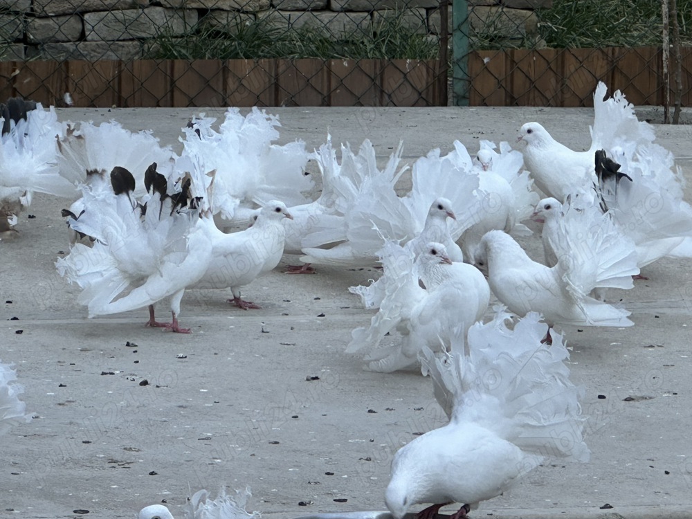 Porumbei albi rotati Porumbei albi rotati