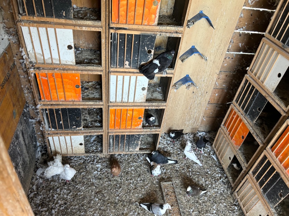 Vind porumbei mai multe rase Vind porumbei mai multe rase