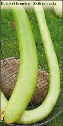 Dovlecel la metru - oferta 30 seminte