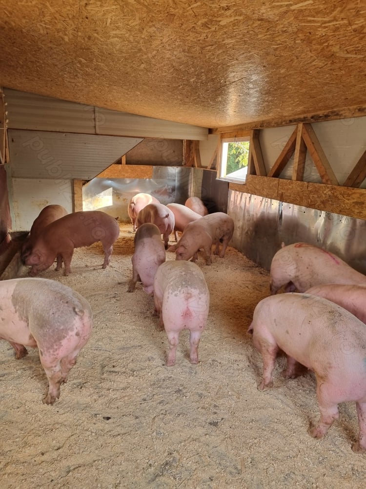 porci diferite marimi de vanzare 