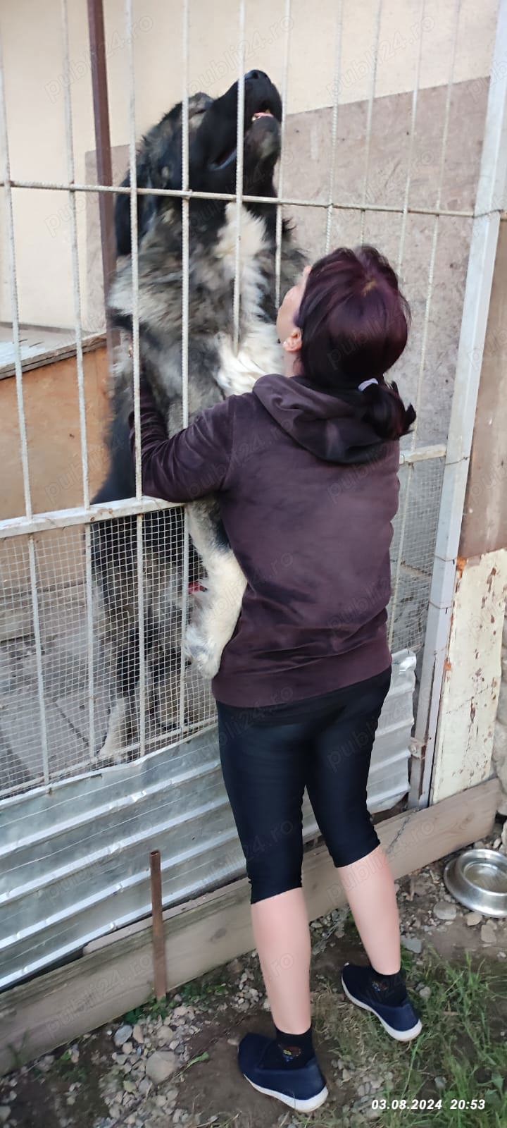 Vând Ciobanesc caucazian  