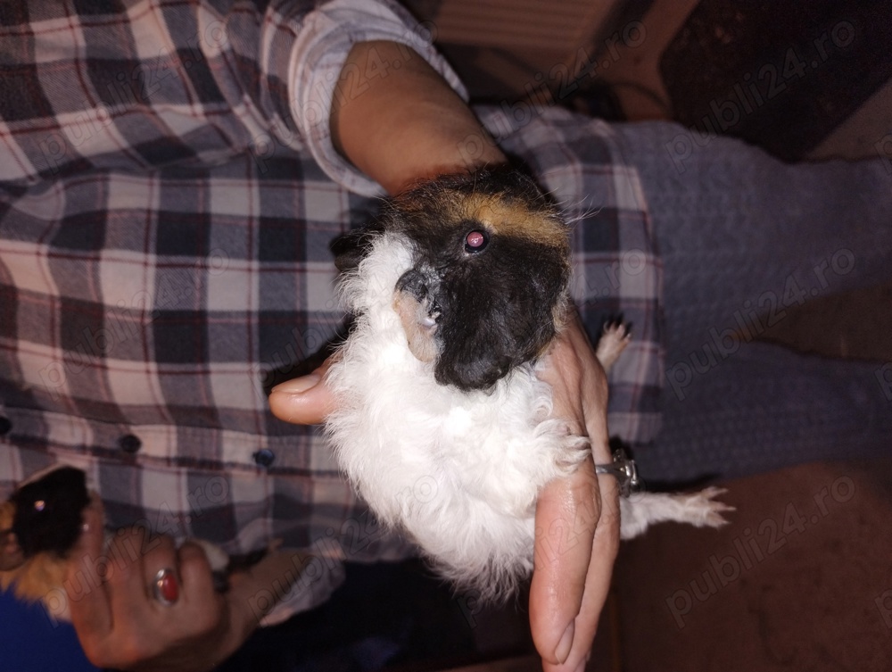 porcușori de Guineea Pitești porcușori de Guineea Pitești