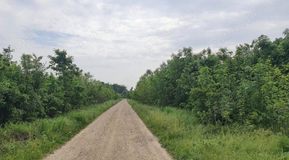 Teren 1250 mp Ciofliceni- Snagov 