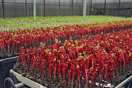 Butasi vita de vie 50+25 gratis anul 2