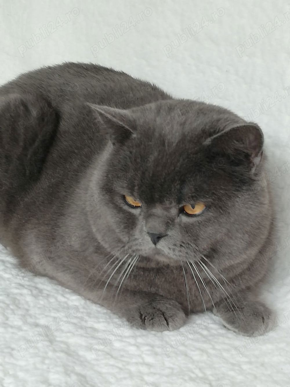 Pisoi british shorthair