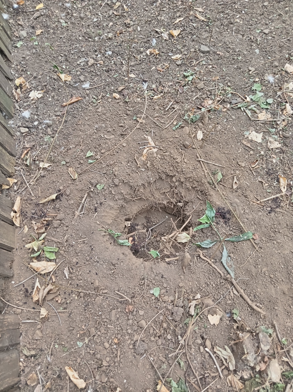 Închiriez motoforeza, sap gropi 