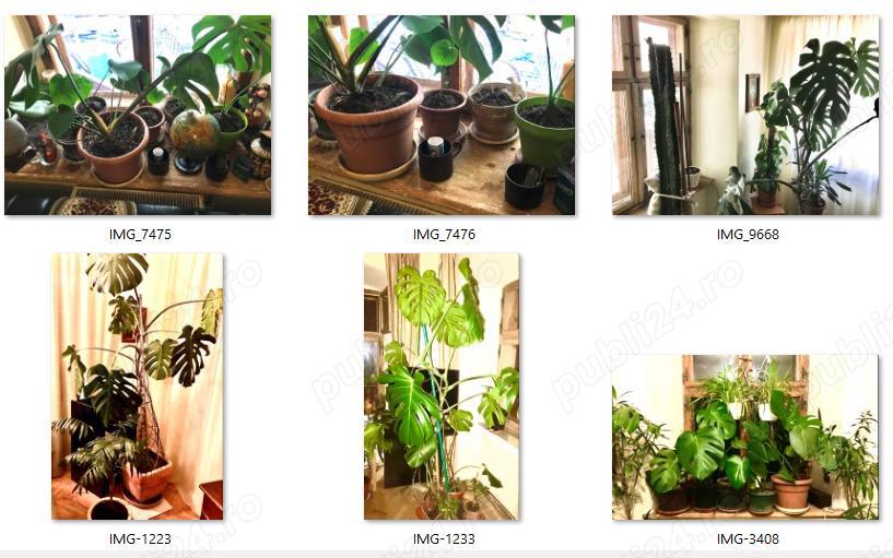 Plante de apartament,curte,si gradina,mature,in dezvoltare,butasi