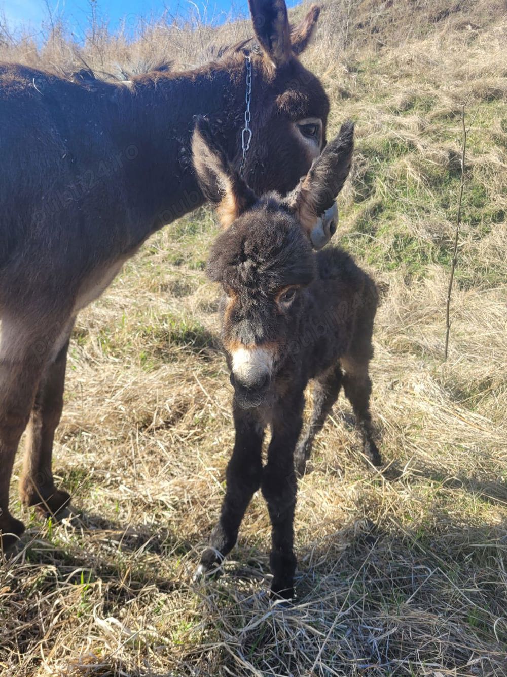 Lapte crud de magarita