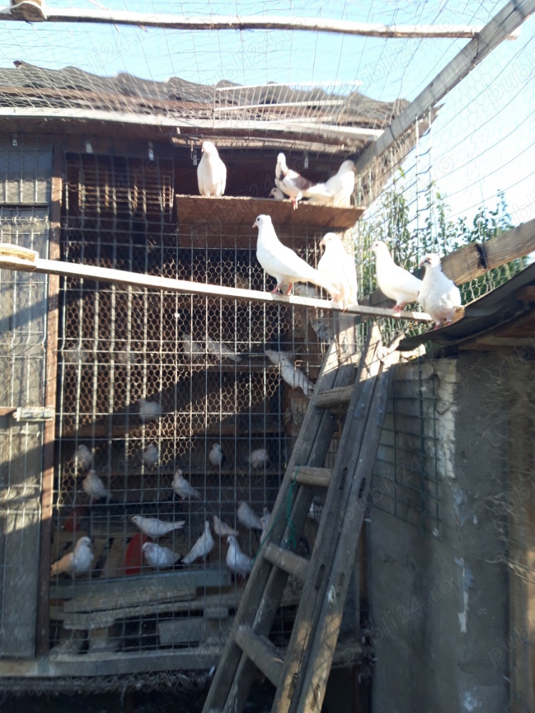 Vand porumbei pentru evenimente