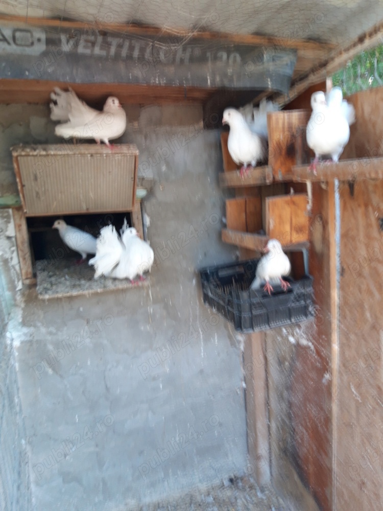 Vand porumbei pentru evenimente Vand porumbei pentru evenimente