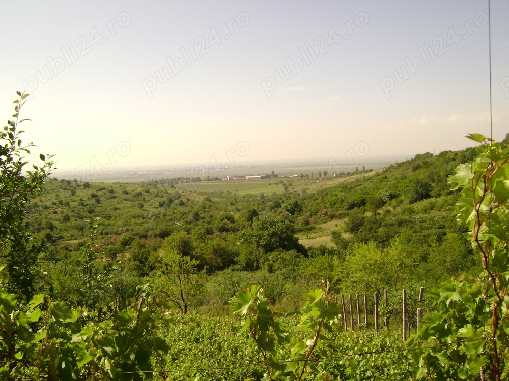 Teren intravilan Tohani  parcelabil  utilități   preț negociabil