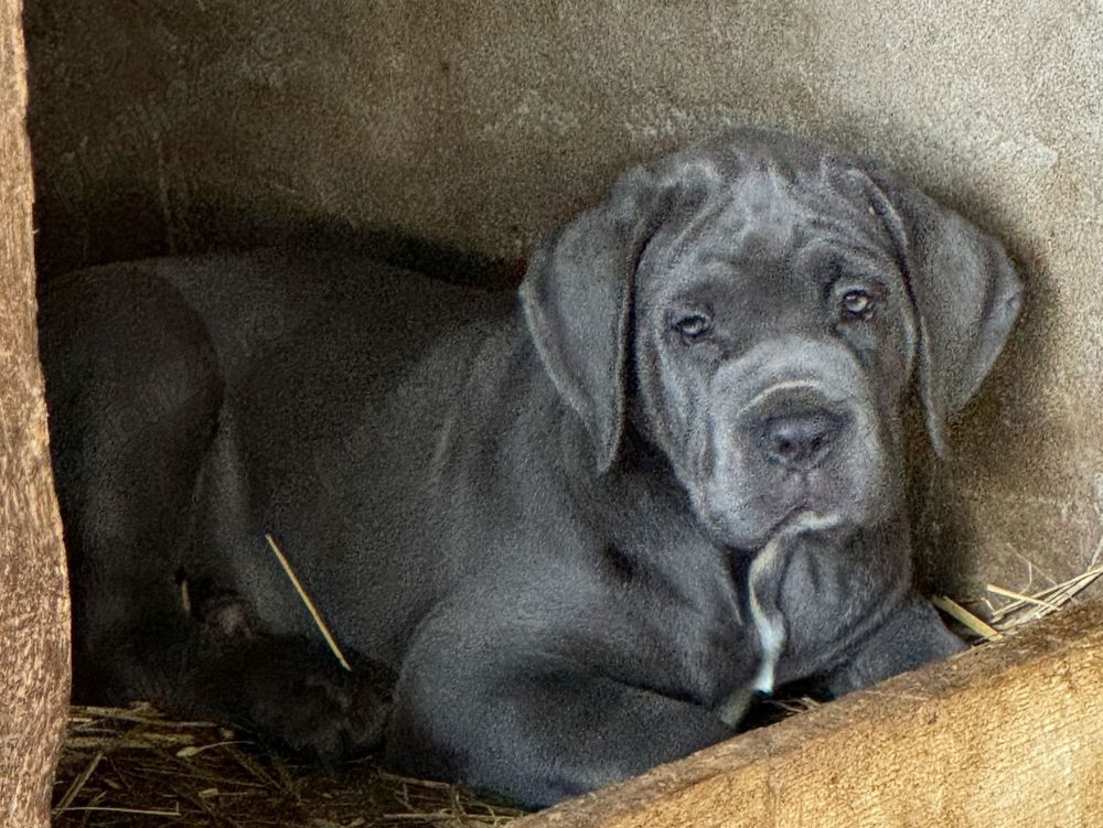 Căței Cane Corso cu pedigree tip A 