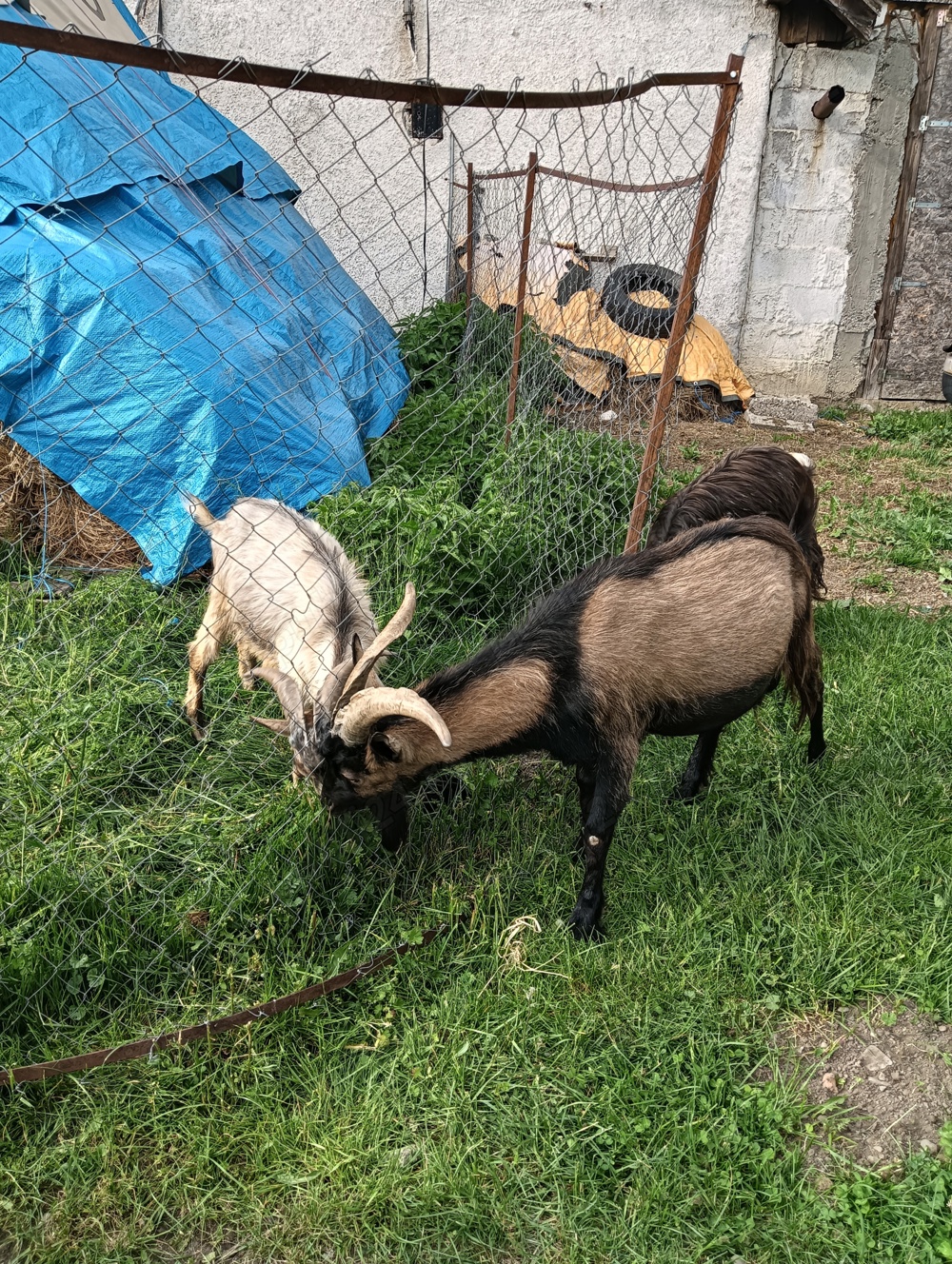 Vând țap metis alpină franceza 