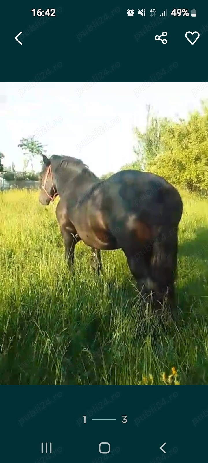 Vand armasar rasa semigreu romanesc Vand armasar rasa semigreu romanesc