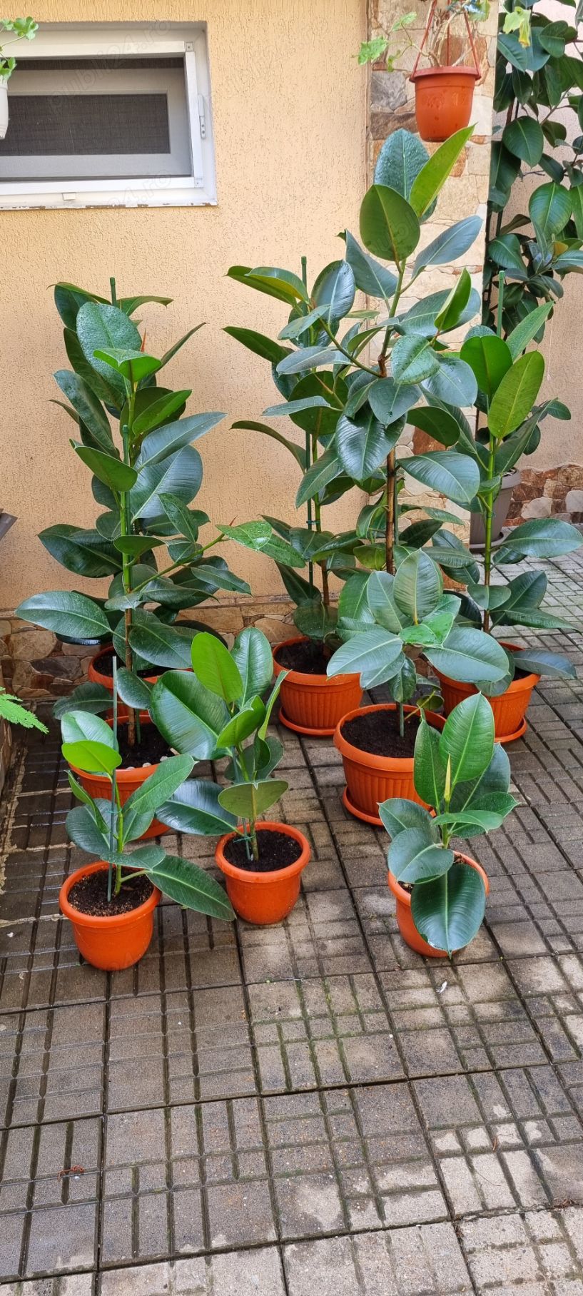 Ficus Elastica Robusta (frunza verde) (Rubber Plant 'Robusta