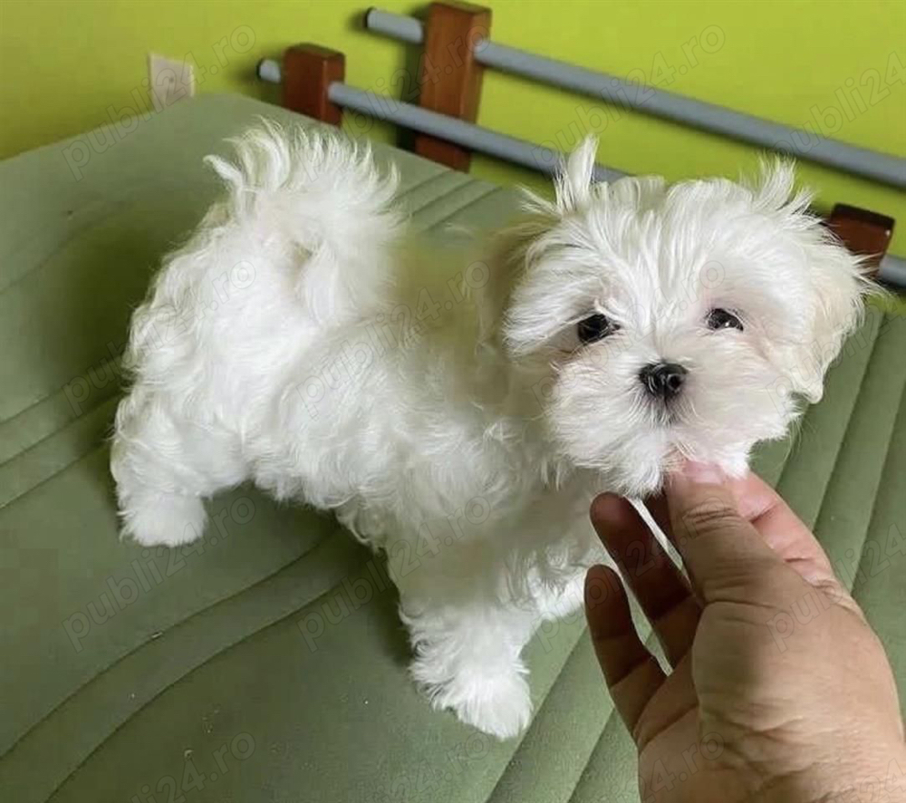 bichon maltez alb minii toy