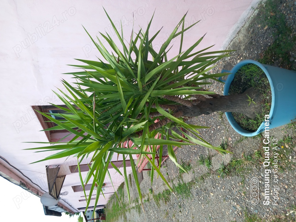 Vand Yucca in ghiveci mare