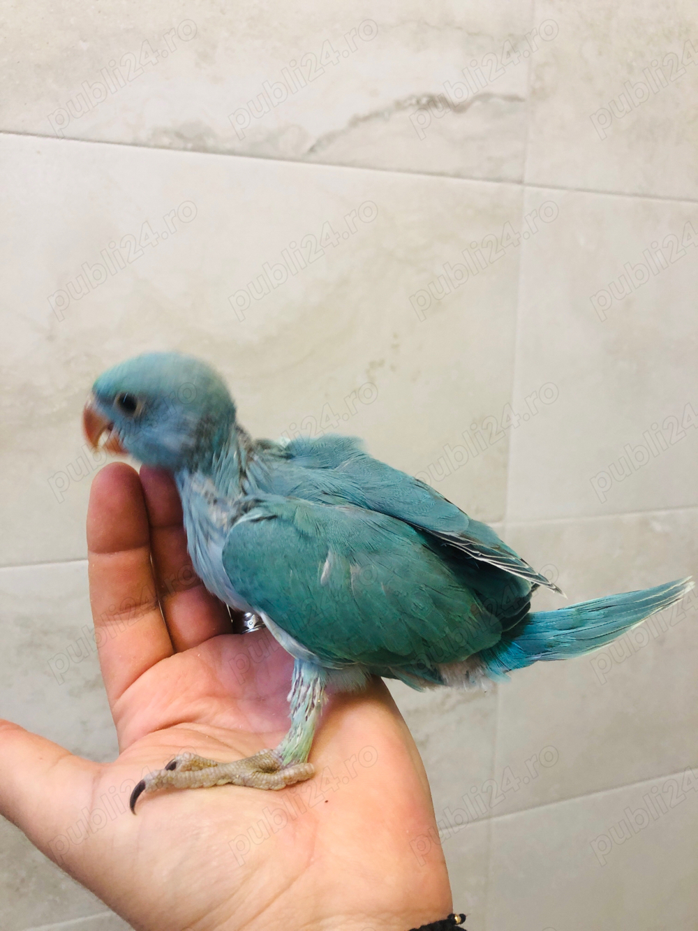 Papagali pui Micul Alexandru Alexander