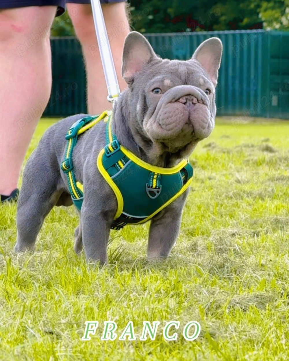 Bulldog Francez  Big Rope