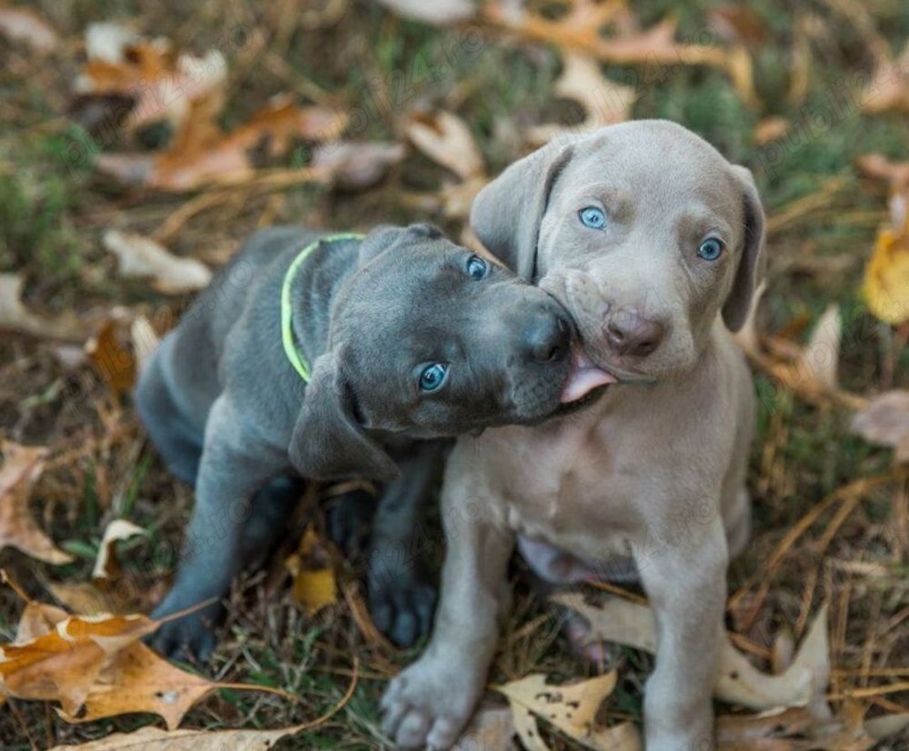 Puiuti weimaraner-brac weimar blue