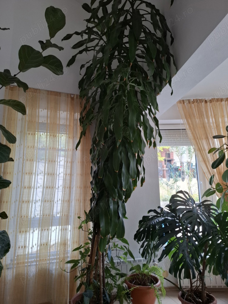 vanzare plante interior