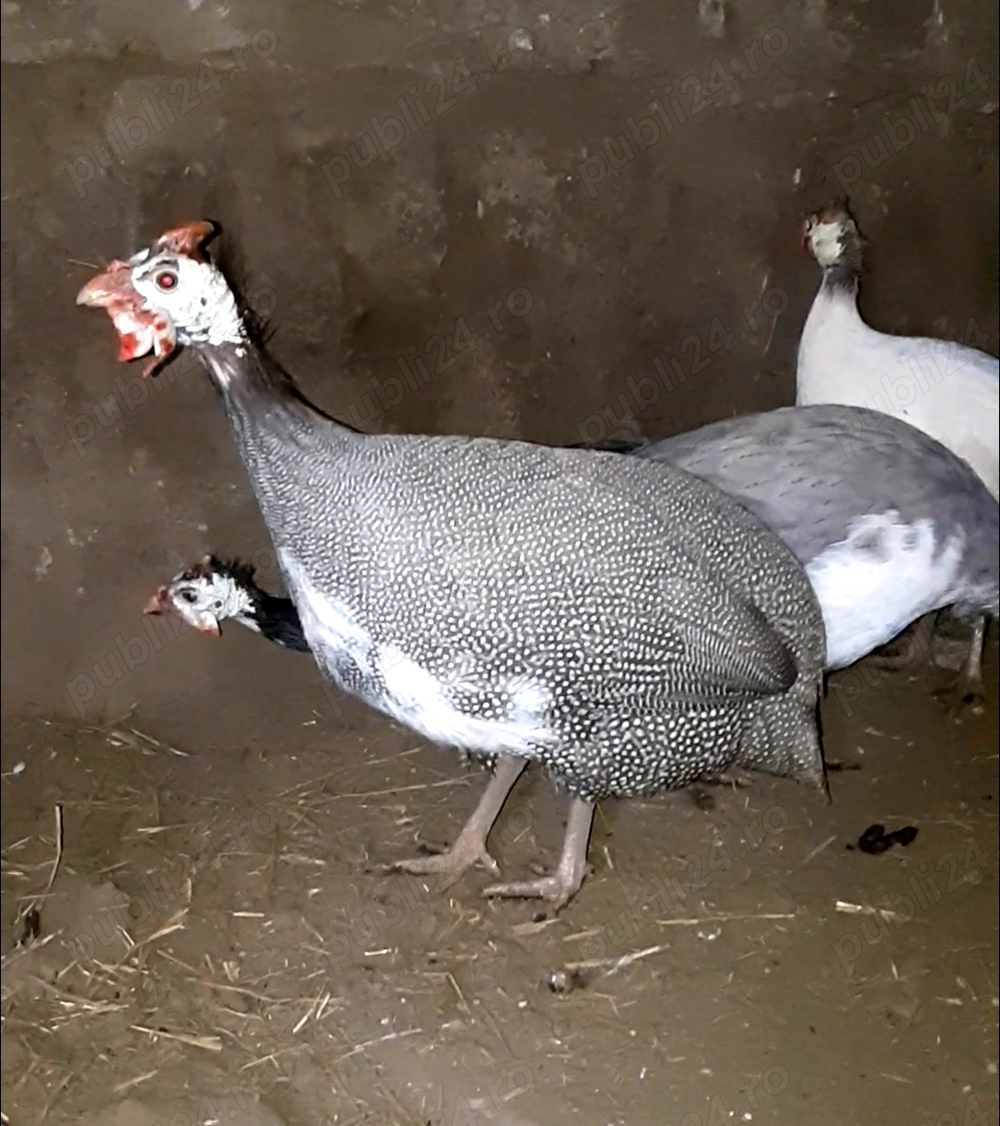 Bibilici multicolore