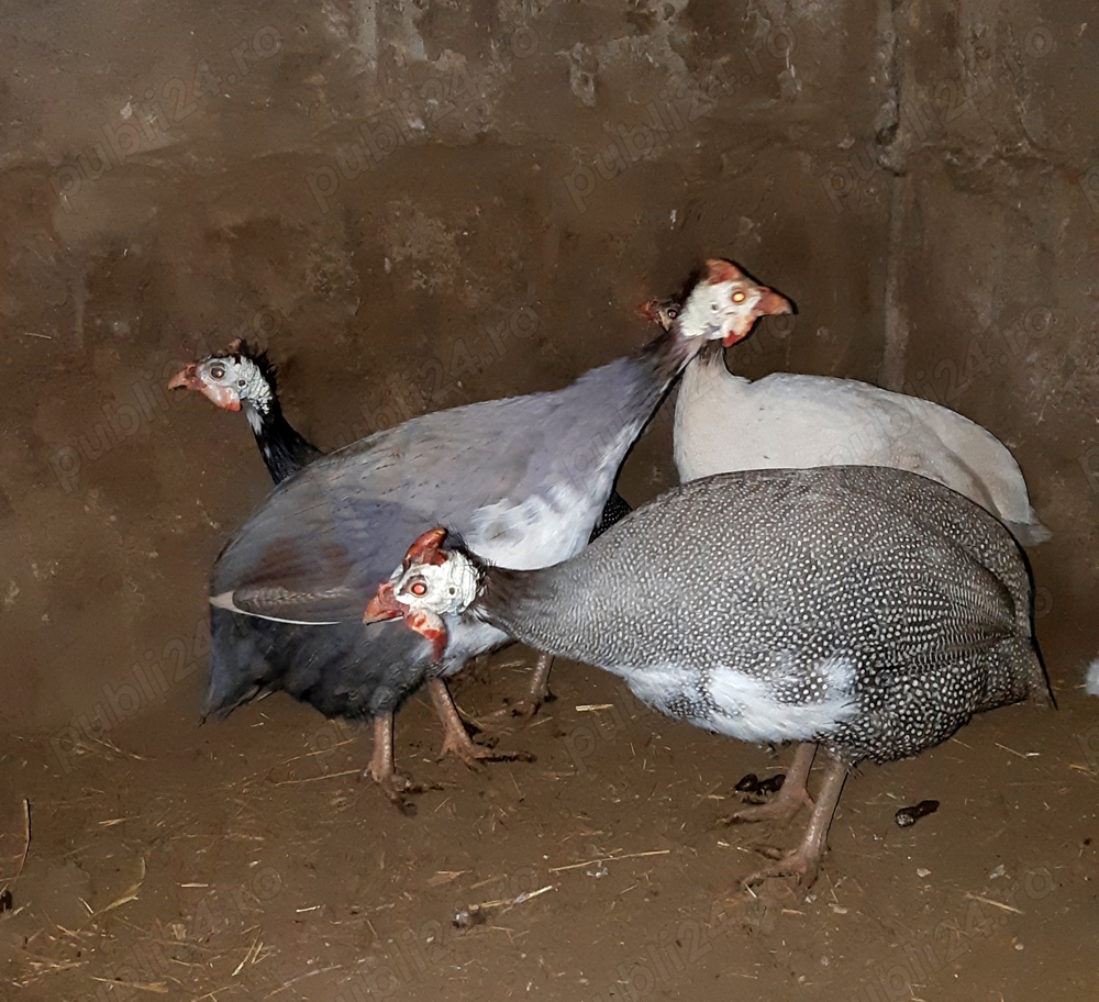 Bibilici ouătoare tinere