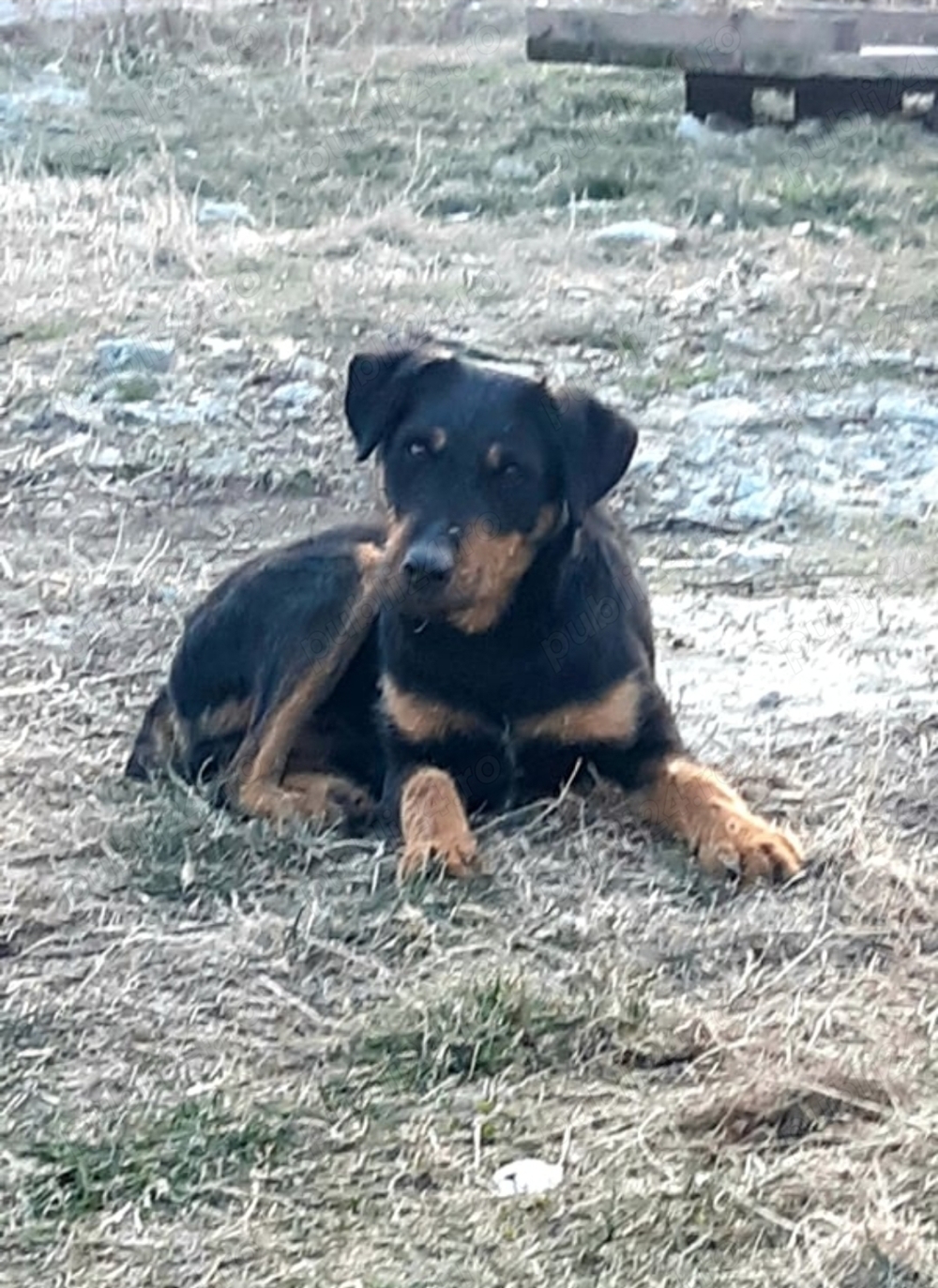 Jagdterrier de vânătoare
