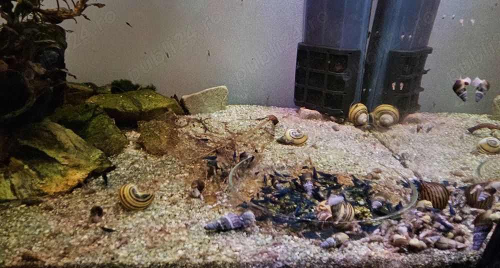 Vand creveti acvariu Blue dream neocaridina