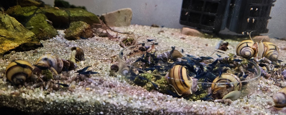 Vand Creveti blue dream high grade