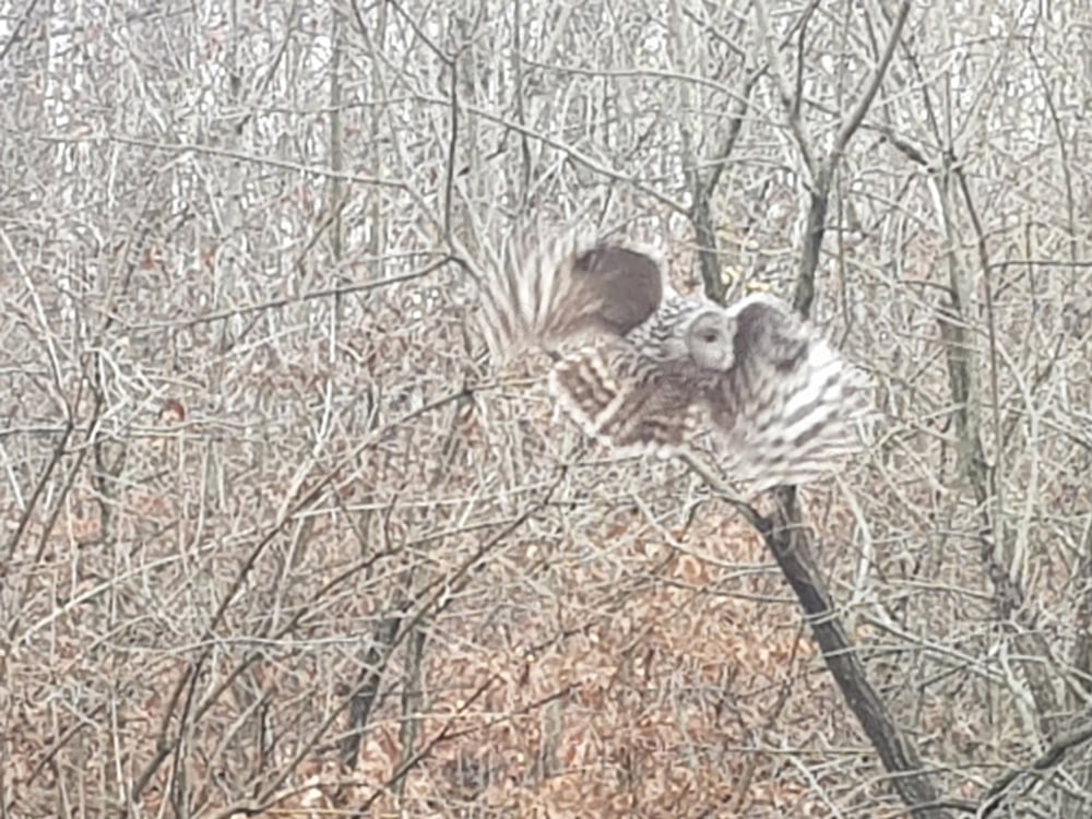 TEREN INTRAVILAN  BARAOLT  1Hectar