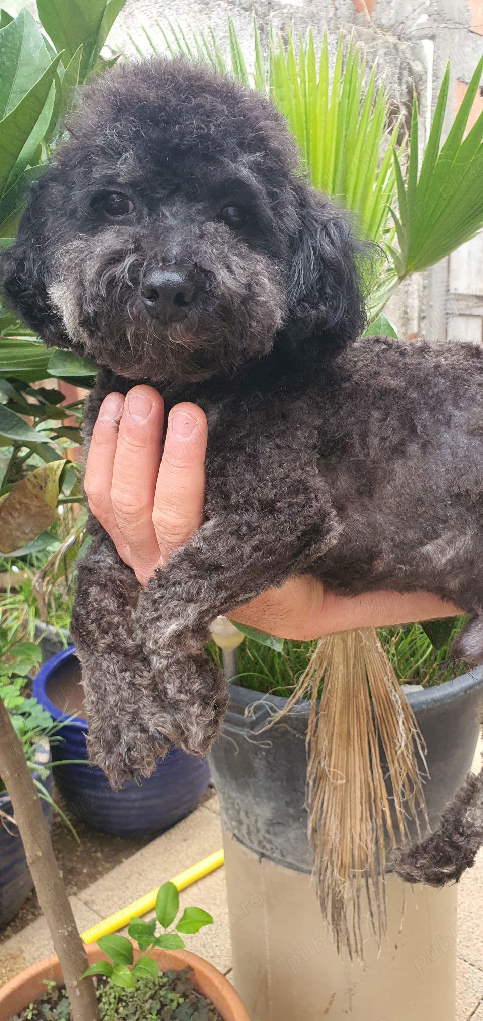 Pudel toy cu pedegree