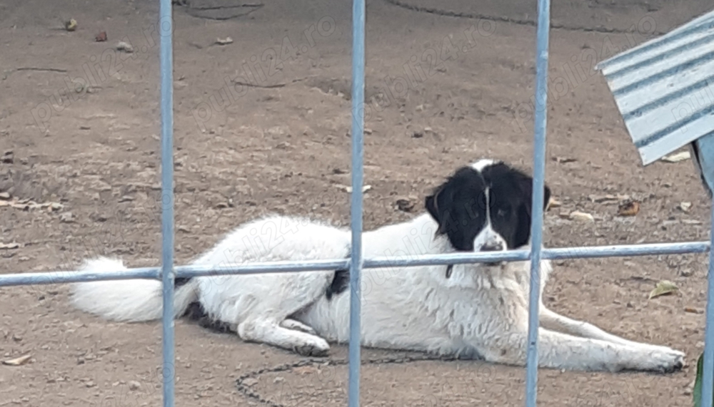 Vand femela CR Bucovina