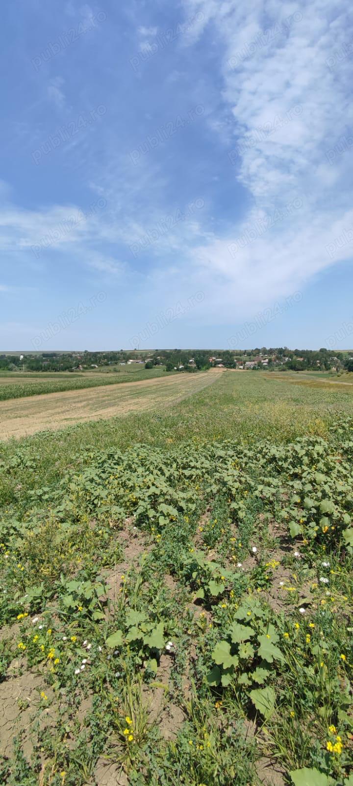 Vand teren arabil in Botoșani 