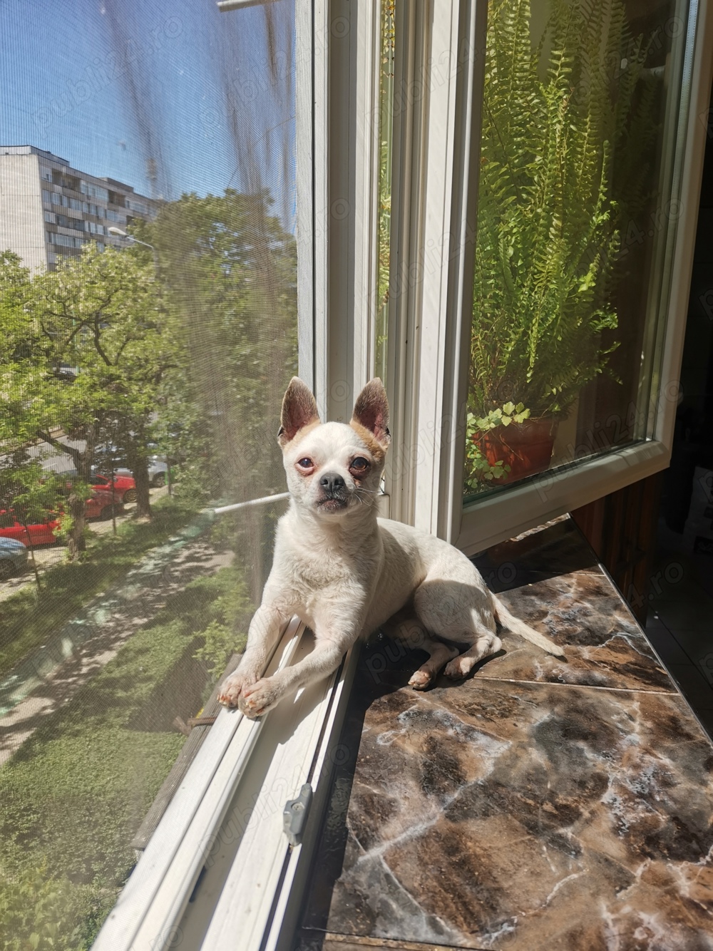  Catel chihuahua împerechere