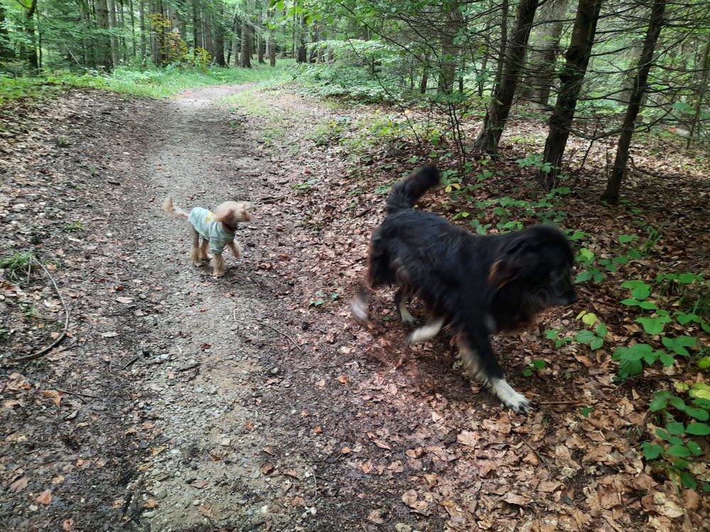 Bona canina și felina!