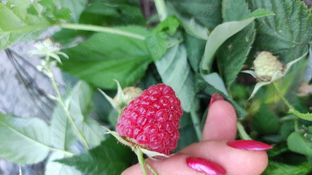 Zmeură sugana drajoni