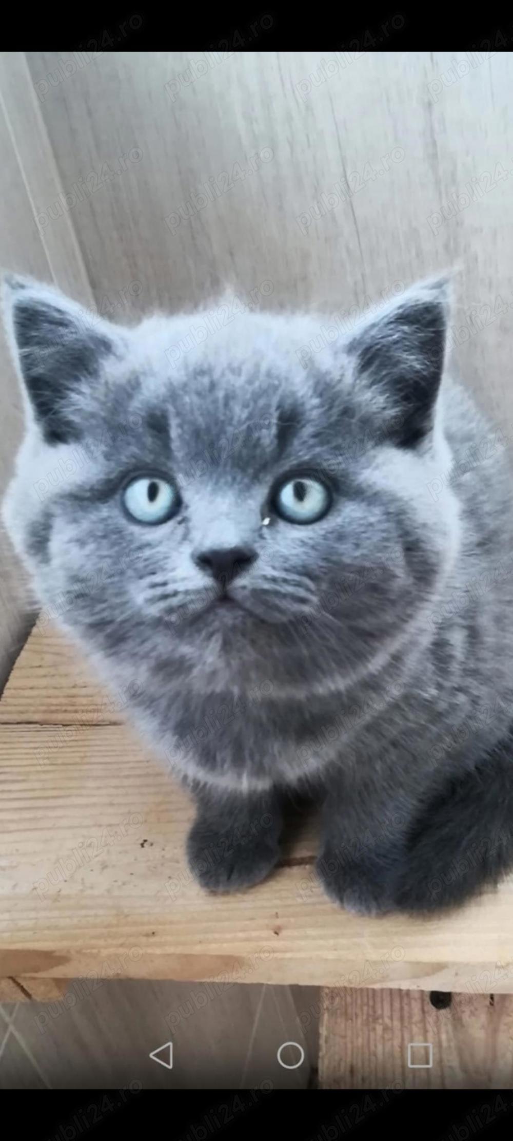 Fetita British sorthair blue