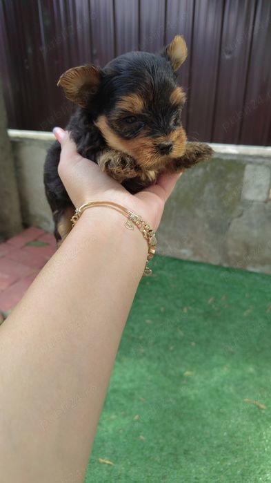 Yorkshire Terrier mini
