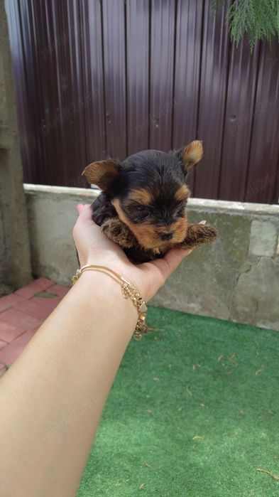 Yorkshire Terrier mini