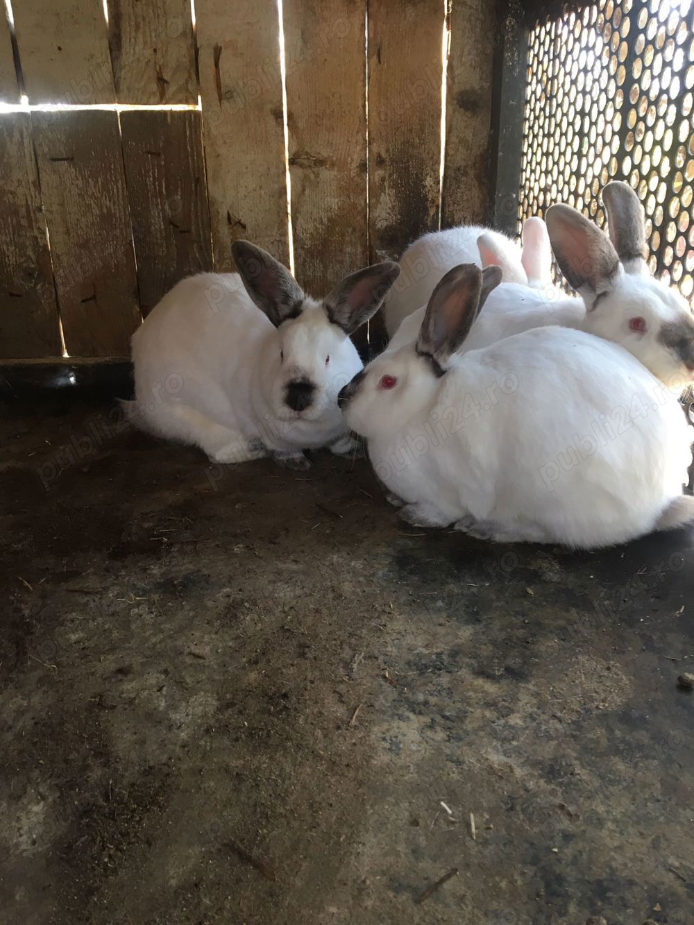 iepuri californieni iepuri californieni