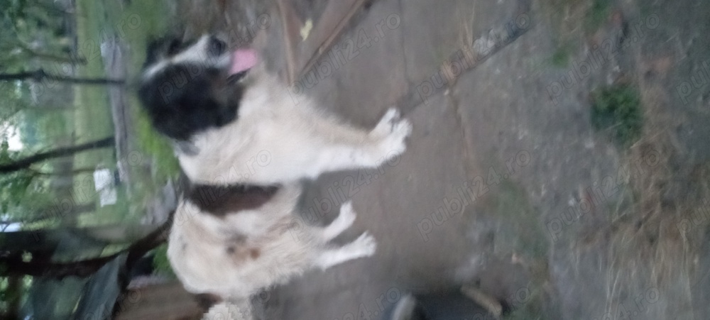 Donez câine Ciobănesc de Bucovina 